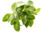 Preview: Anubias nana 'Stardust' - geadertes Zwerg-Speerblatt